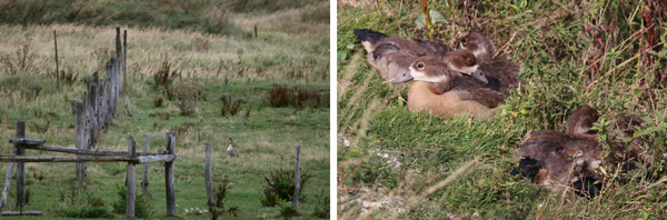 Nilgans 2Bilder 600px