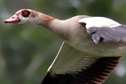 Nilgans fliegend 180px