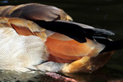 Meine Nilgans 180px